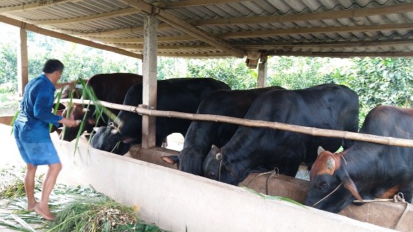 Tiền Giang- Bến Tre: Khẩn cấp “cứu” đàn bò nhiễm bệnh viêm da nổi cục (27/08/2021)